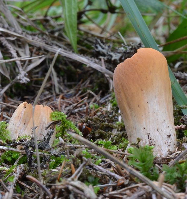 kyjak useknutý Clavariadelphus truncatus Donk