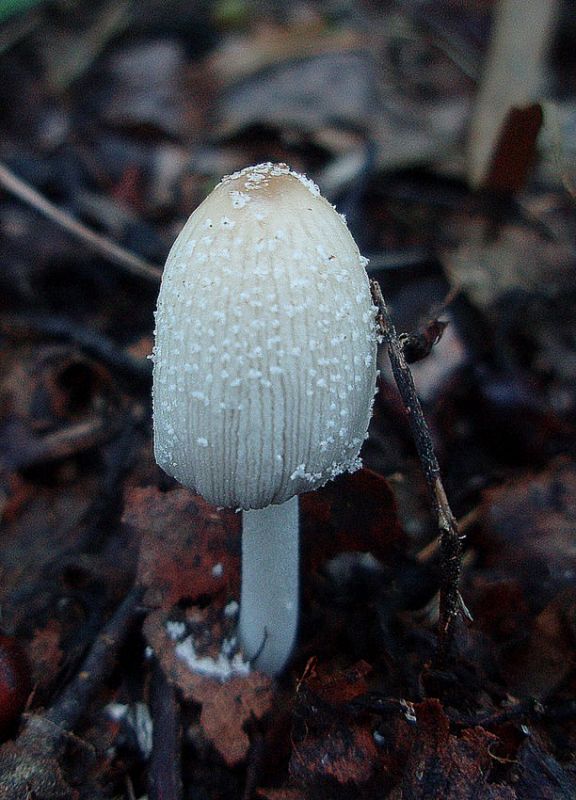 hnojník vločkatý Coprinellus cf. flocculosus (DC.) Vilgalys, Hopple & Jacq. Johnson