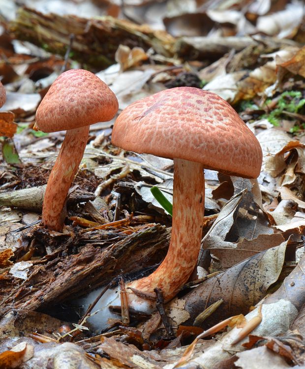 pavučinovec červenošupinatý Cortinarius bolaris (Pers.) Fr.