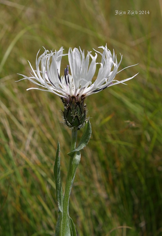 nevädza Cyanus thirkei