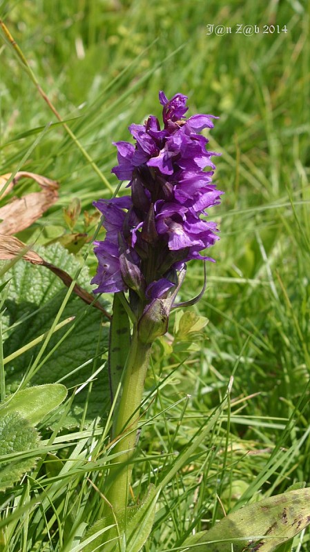 vstavačovec  Dactylorhiza cordigera (Fries) Soó