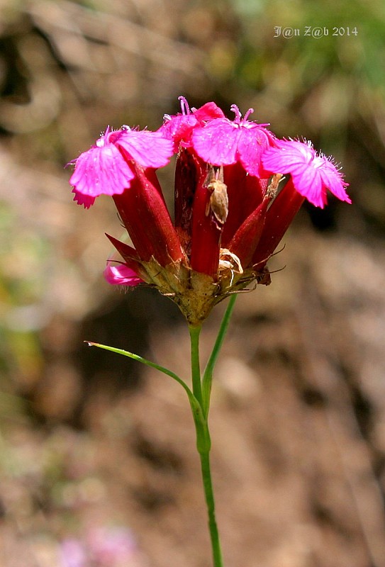 klinček Dianthus cruentus