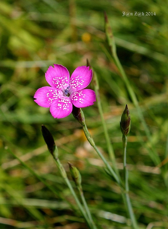 klinček slzičkový Dianthus deltoides L.