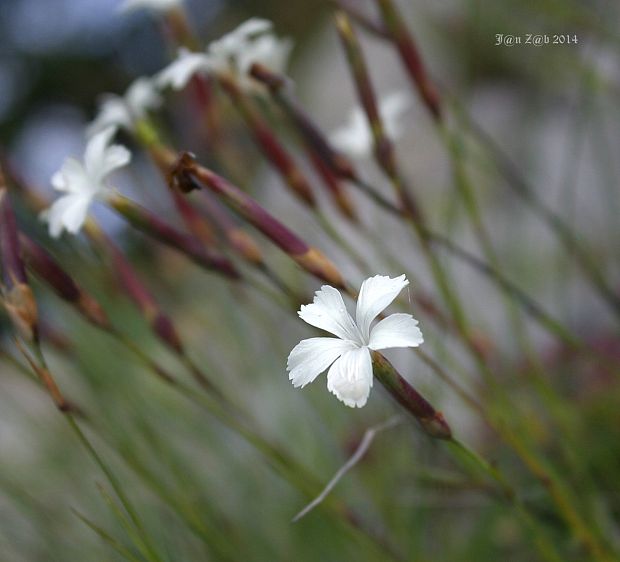 klinček Dianthus petraeus ssp. orbelicus