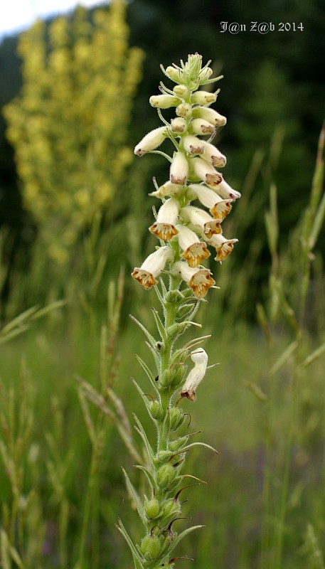 náprstník Digitalis viridiflora Lindl.