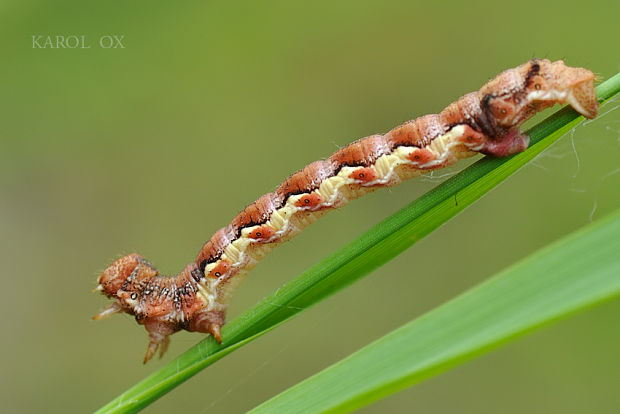 piadivka zimná Erannis defoliaria