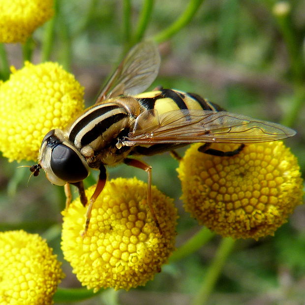 pestrica Helophilus trivittatum (Fabr.)