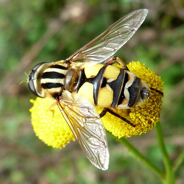 pestrica Helophilus trivittatum  (Fabr.)