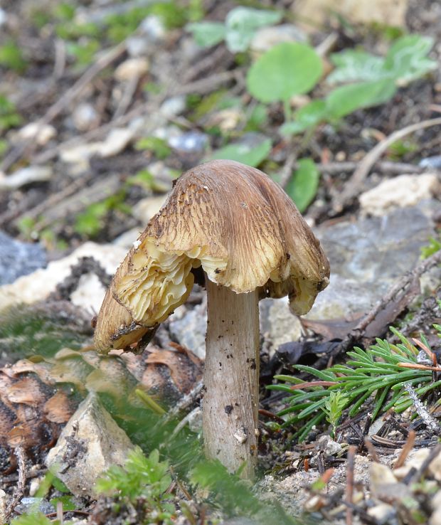 lúčnica Hygrocybe sp.