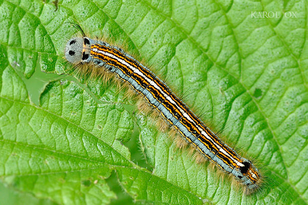 priadkovec obrúčkatý Malacosoma neustria