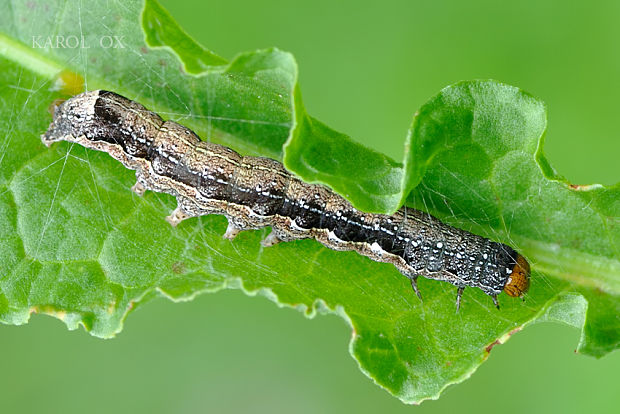 mora hájová Orthosia munda