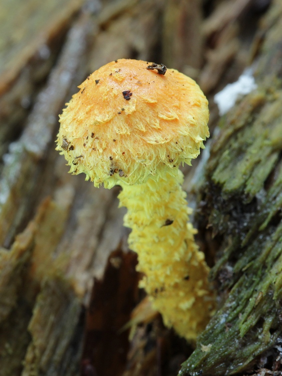 šupinovka ohnivá Pholiota flammans (Batsch) P. Kumm.