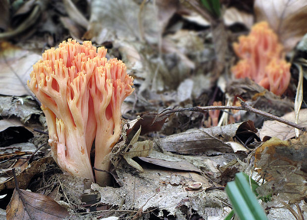 strapačka lososovoružová Ramaria subbotrytis (Coker) Corner