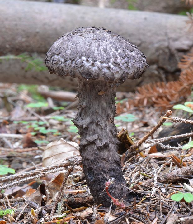 šiškovec šupinatý Strobilomyces strobilaceus (Scop.) Berk.