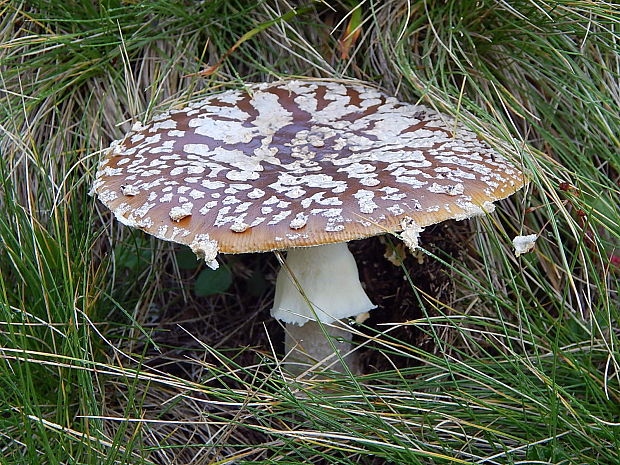 muchotrávka kráľovská Amanita regalis (Fr.) Michael