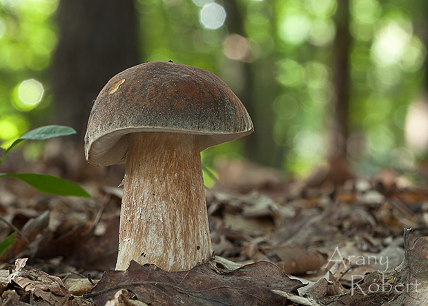 hríb bronzový Boletus aereus Bull. ex Fr.