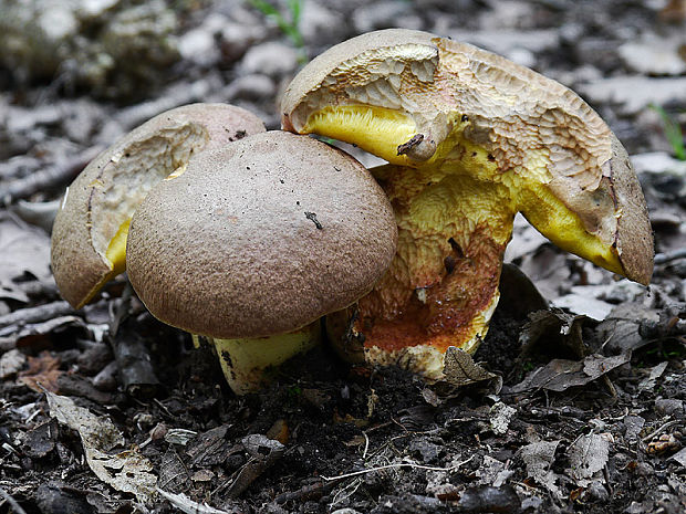 hríb príveskatý Butyriboletus appendiculatus (Schaeff. ex Fr.) Secr.