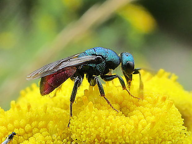 zlatěnka ohnivá Chrysis ignita