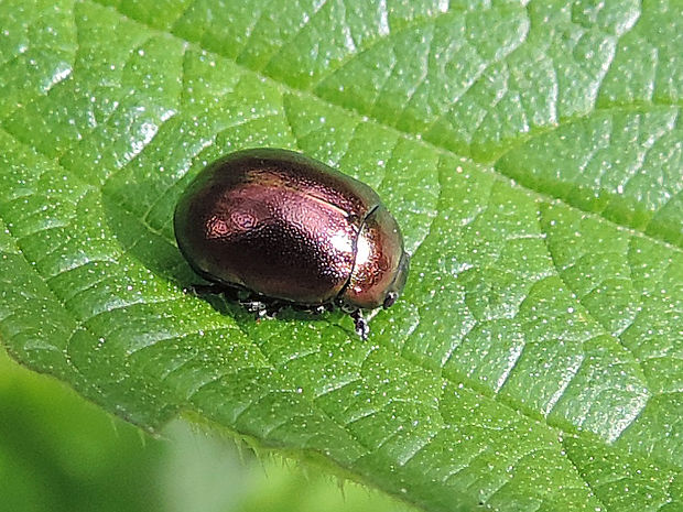 liskavka ľubovníková / mandelinka Chrysolina varians Schaller, 1783