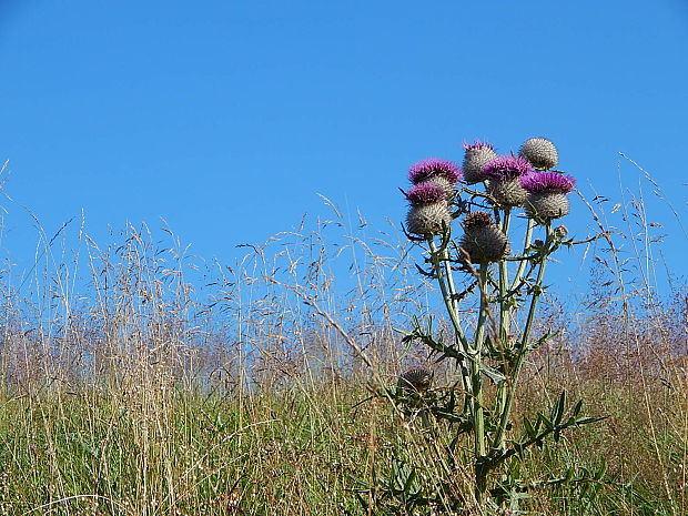 pichliač bielohlavý Cirsium eriophorum (L.) Scop.