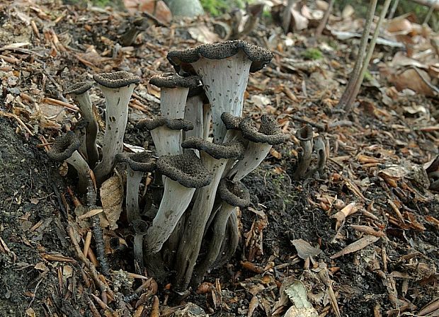 lievik trúbkovitý Craterellus cornucopioides (L.) Pers.