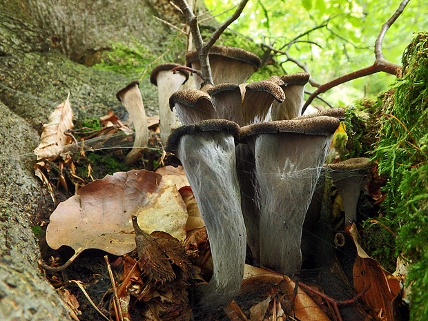 lievik trúbkovitý Craterellus cornucopioides (L.) Pers.