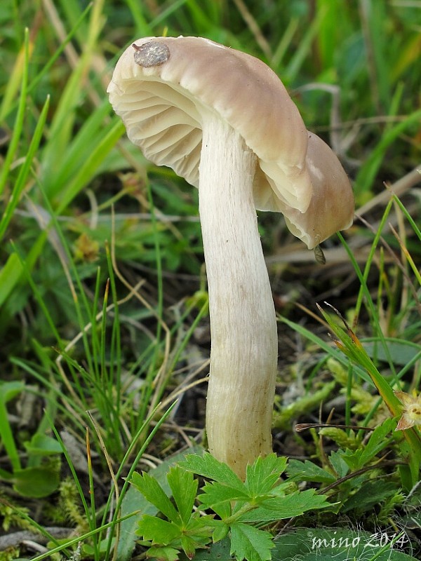 lúčnica žltkastohlúbiková Cuphophyllus flavipes  (Britzelm.) Bon