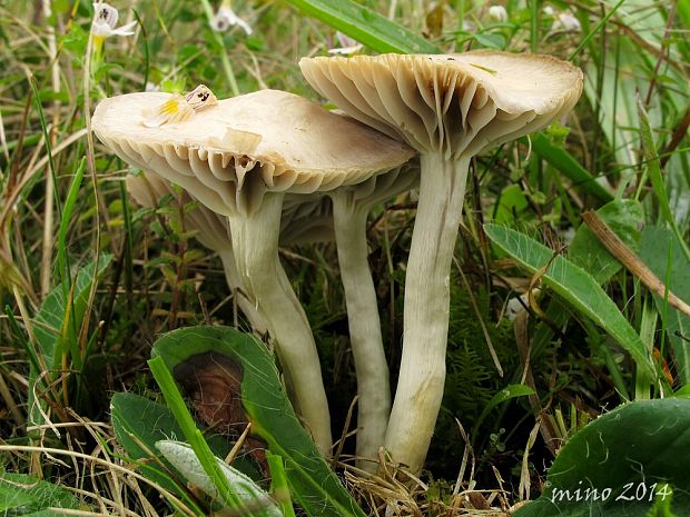 lúčnica žltkastohlúbiková Cuphophyllus flavipes  (Britzelm.) Bon