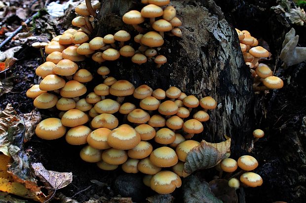 šupinačka menlivá Kuehneromyces mutabilis (Schaeff.) Singer & A.H. Sm.