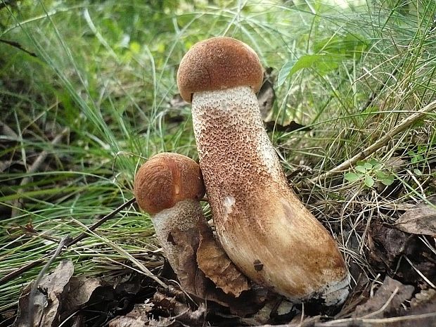 kozák dubový Leccinum aurantiacum (Bull.) Gray