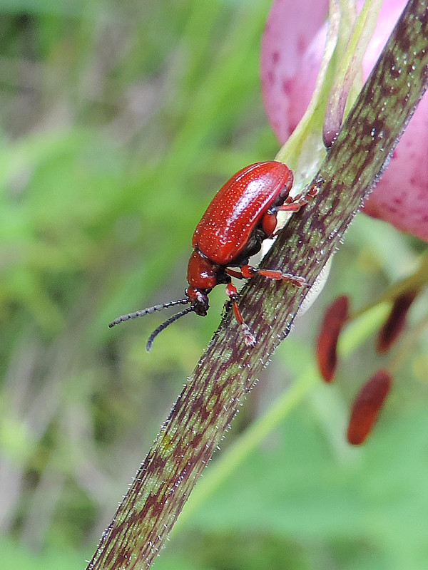 laliovník cibuľový / chřestovníček cibulový Lilioceris merdigera Linnaeus, 1758