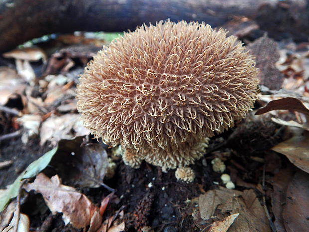 prášnica pichliačová Lycoperdon echinatum Pers.