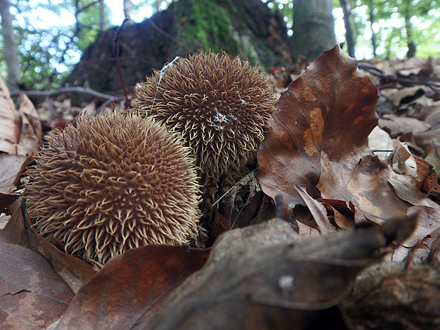 prášnica pichliačová Lycoperdon echinatum Pers.