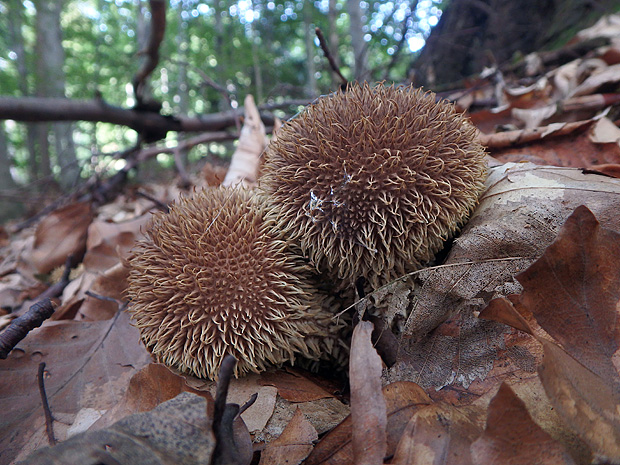 prášnica pichliačová Lycoperdon echinatum Pers.