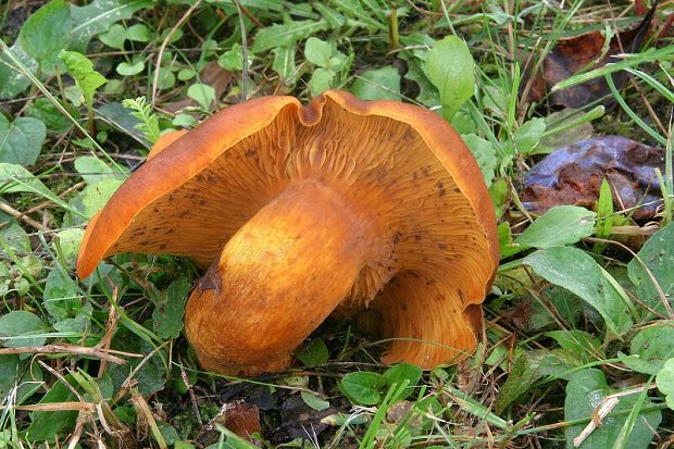 kališník hnedooranžový Omphalotus olearius (DC.) Singer