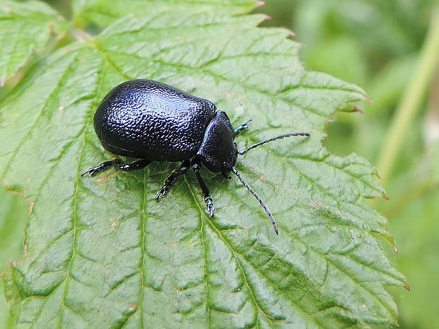 liskavka / mandelinka Oreina intricata Germar, 1824