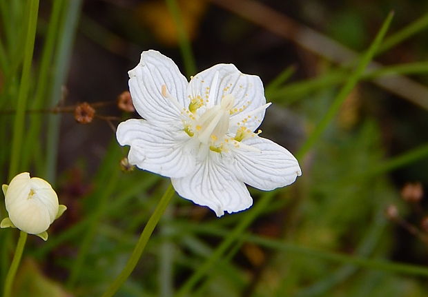 bielokvet močiarny Parnassia palustris L.