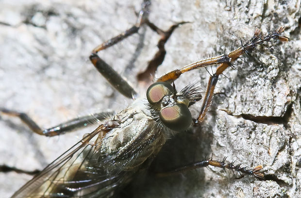 muchárka Tolmerus atricapillus