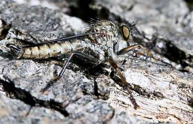 muchárka Tolmerus atricapillus