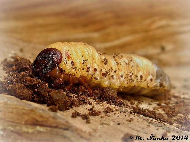 nosorožtek obyčajný - larva  Oryctes nasicornis