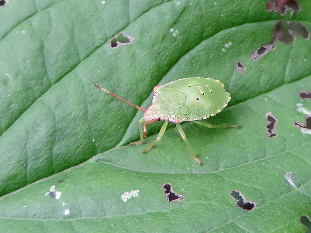 bzdocha stromová / kněžovka stromová (nymfa) Acanthosoma haemorrhoidale Linnaeus, 1758