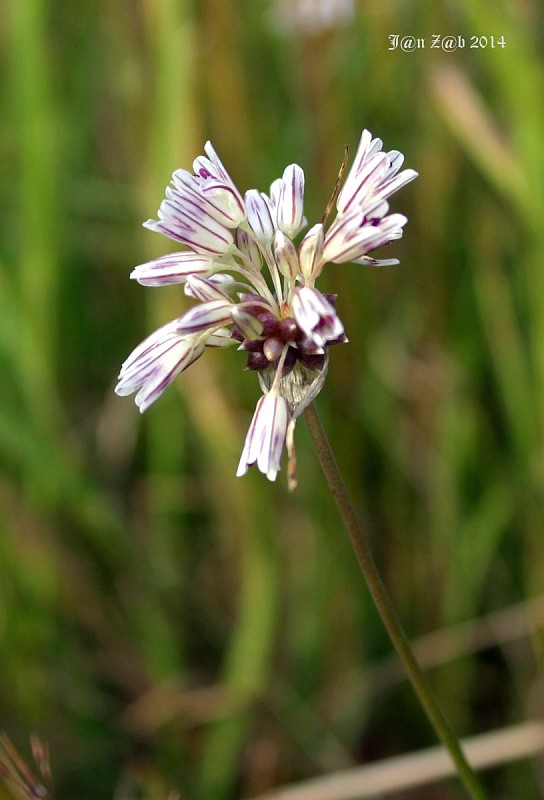 cesnak Allium cupani