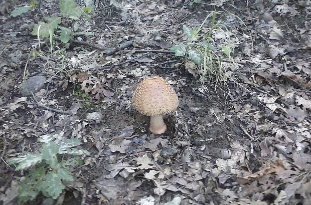 muchotrávka Amanita sp.