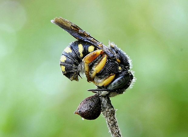 vlnařka obecná (cz) Anthidium manicatum L., 1758