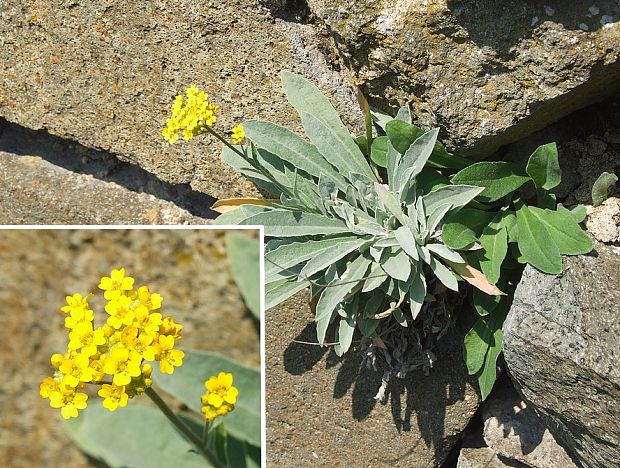 taričník skalný arduinov Aurinia saxatilis subsp. arduini (Fritsch) Dostál