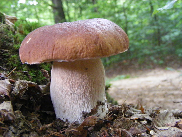 hríb smrekový Boletus edulis Bull.