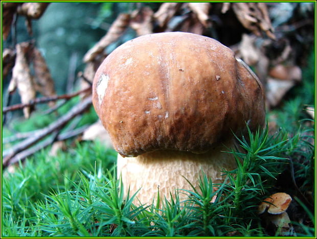 hríb smrekový Boletus edulis Bull.