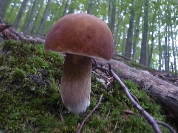 hríb dubový Boletus reticulatus Schaeff.