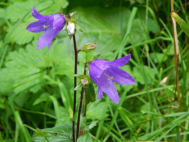 zvonček pŕhľavolistý Campanula trachelium L.