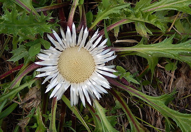 krasovlas bezbyľový Carlina acaulis subsp. acaulis L.